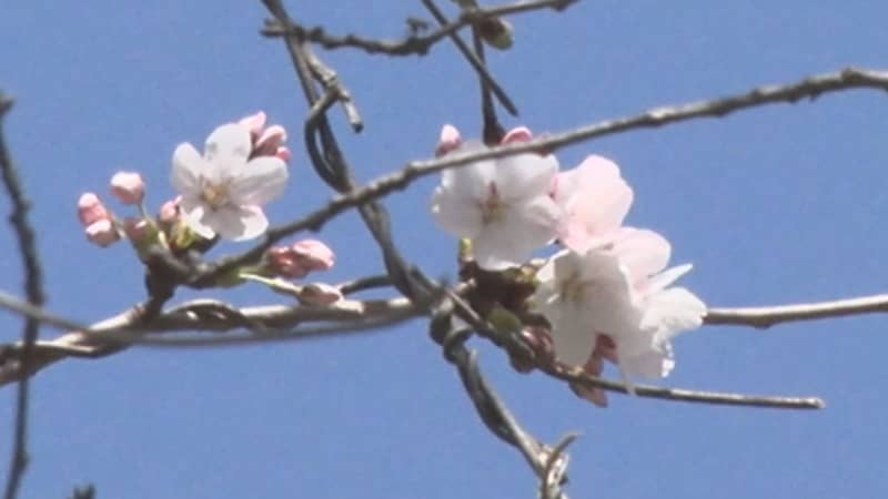 ⚡｜【速報】松江市でサクラ開花　観測史上2番目に早い開花
