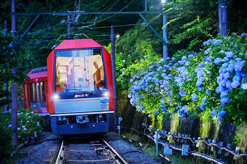 Hakone "Night Hydrangea" is back after a long absence!We carry out early summer tradition for the first time in four years! (Hakone Tozan Railway)