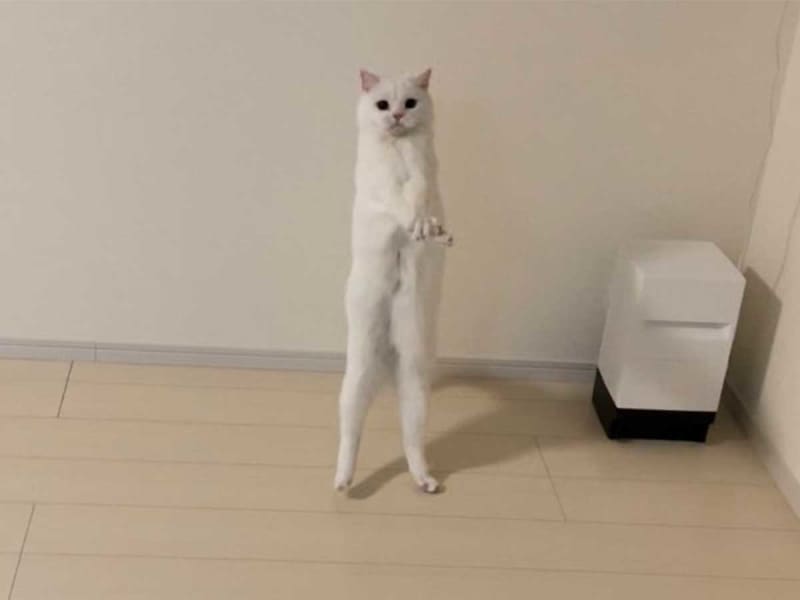 The cat standing up The voice of surprise in the second picture "What's going on!?"