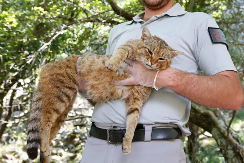 フランスで見つかった固有種「キツネネコ」に愛猫家メロメロ「名前からしてもう可愛い」「全人類で保護を」