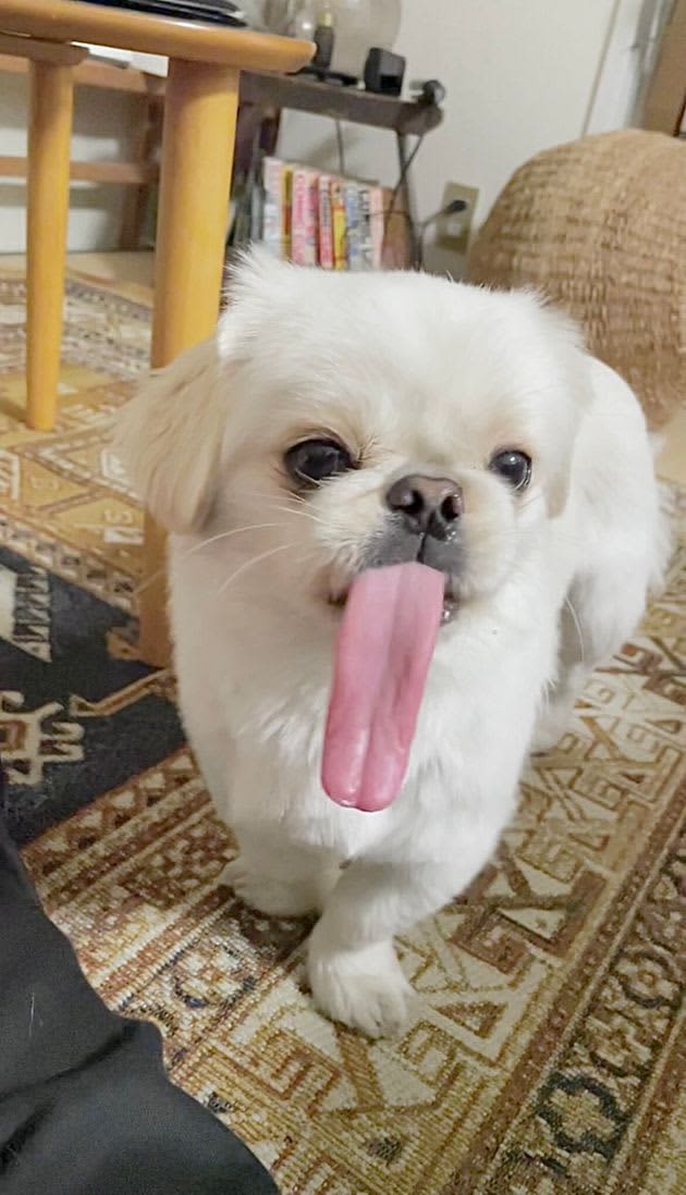 その犬、本当に合成写真じゃないの…？「どうやって収納してるか謎」な長すぎる舌を見てほしい🐶