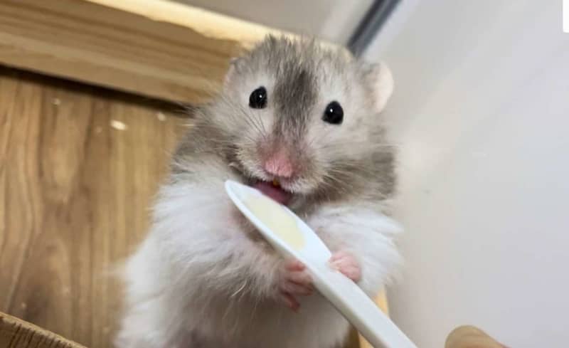 CMに抜擢されちゃいそう！　大好物を夢中で食べるハムスターさんのご満悦そうな表情がこちら