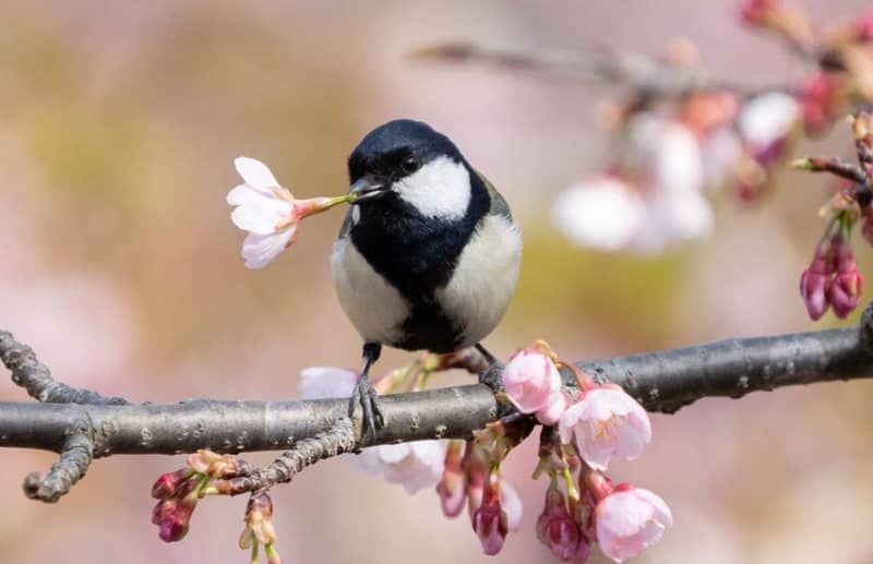 これは惚れる…　桜の花でポーズをキメるちょっぴりキザなシジュウカラがカッコよすぎ