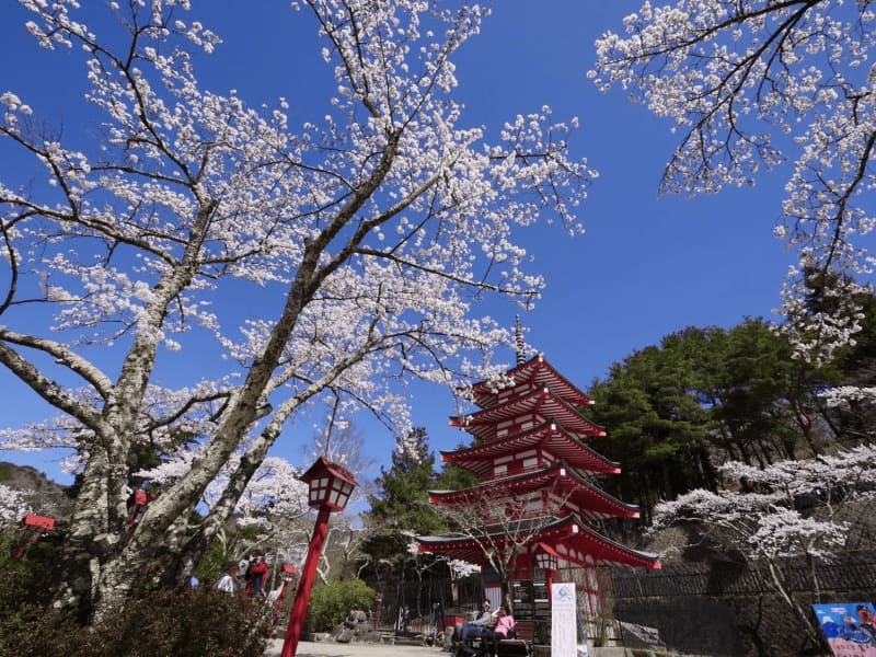 2週間だけの絶景を見に行こう！富士山と桜、山梨グルメが楽しめる「新倉山浅間公園桜まつり」