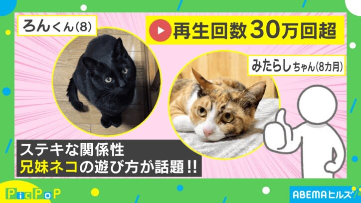 “妹”を遊ばせてあげる兄猫 微笑ましい光景に「面倒見のいいお兄ちゃん」「優しさの塊」癒される人続出