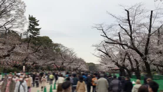 桜の下でサクラビールを飲み比べ！そして門司港レトロを旅する【JBJAChannel】