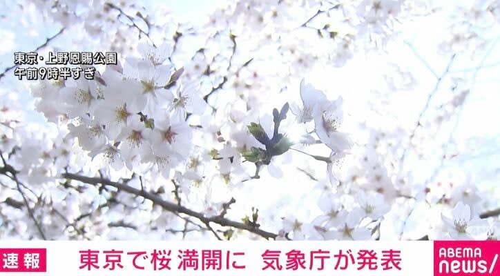 ⚡｜東京で桜が「満開」 平年より9日早く、統計史上2番目の早さ 気象庁