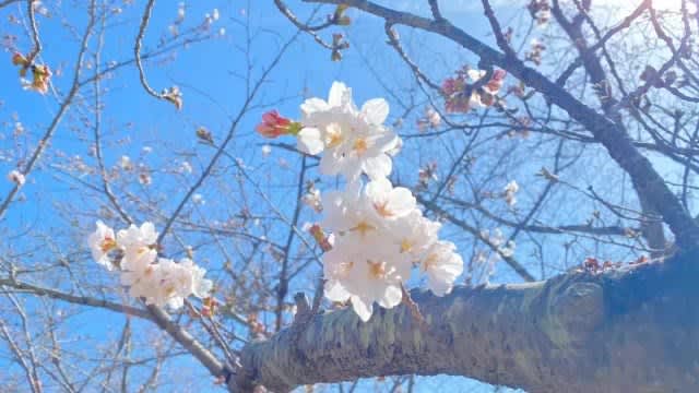 ⚡｜【速報】岡山市で桜開花　平年より６日、前年より４日早く【岡山】