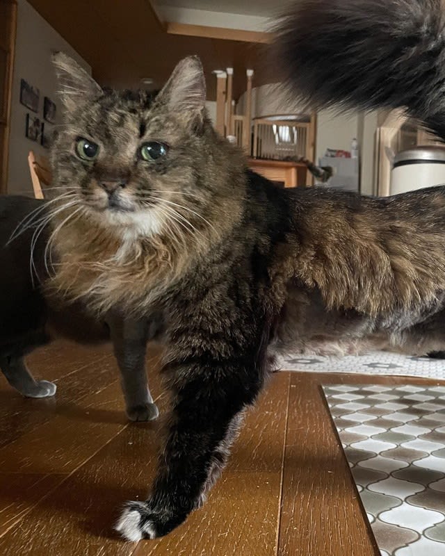 歯は半分、お腹には帝王切開の痕…何歳で、どんな暮らしをしていたかも分からない猫を保護して「良か…