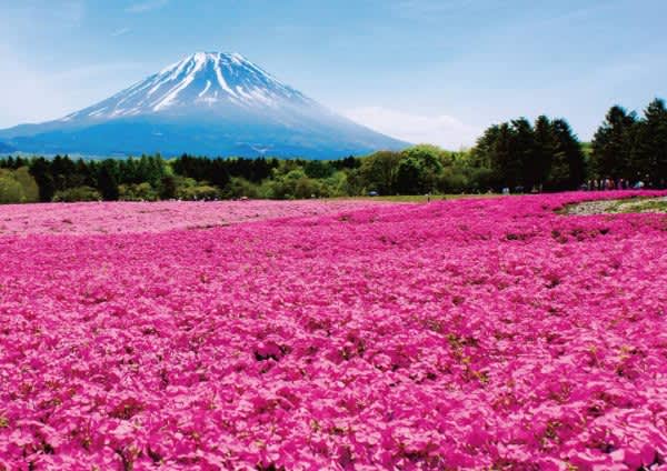 山梨・富士河口湖温泉「富士芝桜まつり」富士山と芝桜がコラボする絶景！5月28日まで富士本栖湖リ…