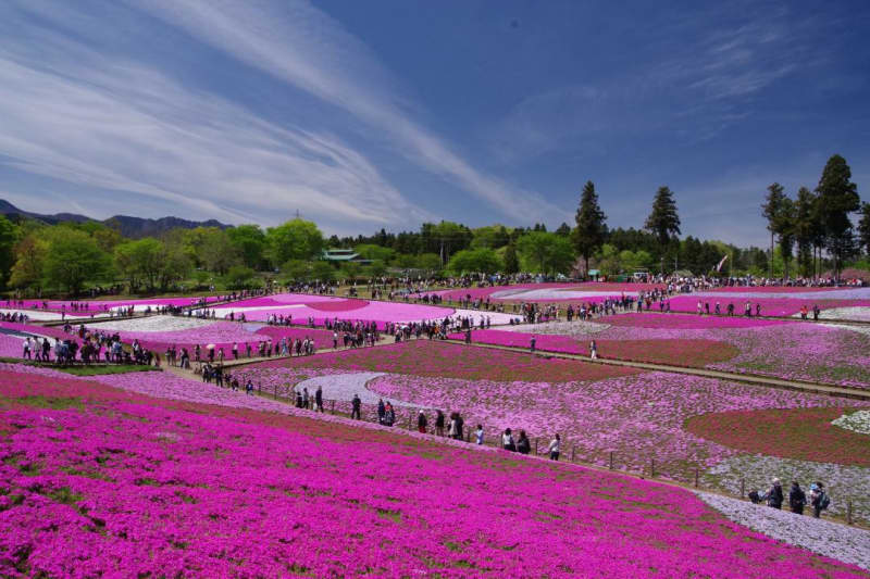 埼玉・武甲温泉「羊山公園」今年の芝桜の見頃は4月いっぱい？！秩父市武甲山の麓にひろがるピンクや…