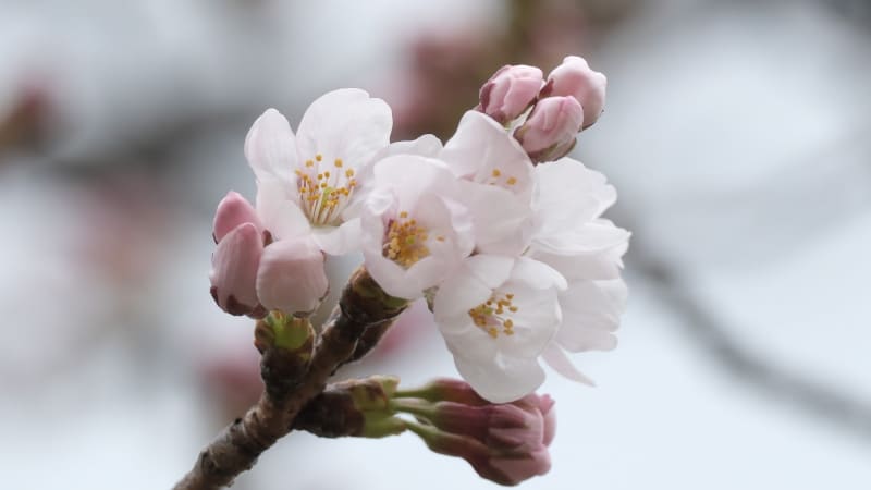 ⚡｜【速報】金沢でサクラ開花 観測史上最速に並ぶ