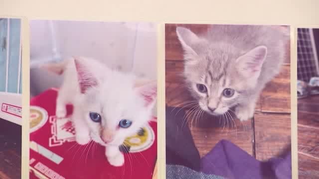 「ネコが幸せに暮らせる世の中に」300匹を保護した中学生が写真展　静岡・富士市