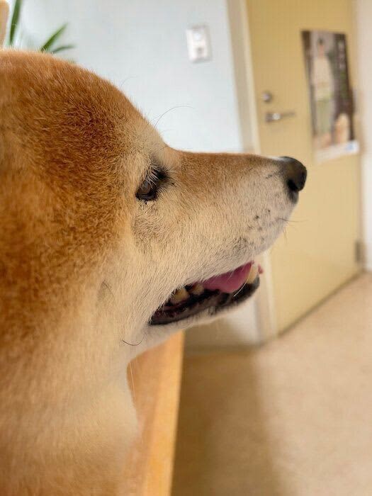 柴犬マロたん”緊張の横顔”でも、毎年恒例の予防接種が完了！　