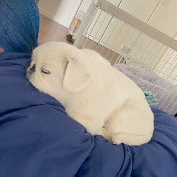 重たいけれど温かくて幸せ！　飼い主さんの背中に乗ってくつろぐ犬の心理｜獣医師解説