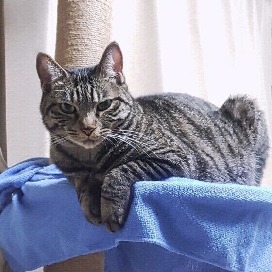 新生活スタート、猫の居場所も改めて見直したい　猫が好む場所の特徴は