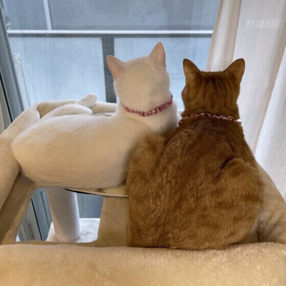 猫はなぜずっと窓から外を眺めているのか　「ニャルソック」中の猫たち