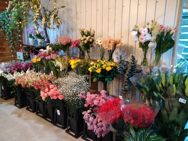 【鹿児島市】コウモリランなどユニークな花にであえる「花屋connect」新生活のインテリアにお勧め