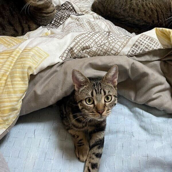 6匹の愛猫による「布団占拠」の様子が圧巻！　猫好きなら誰もがうらやむような幸せな光景が…