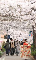 歌劇の街、桜のトンネル花盛り　宝塚大劇場前