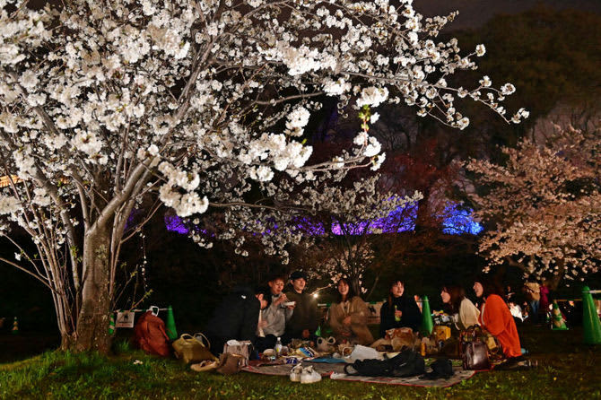 福岡の桜の名所、マスク外して花見の宴　舞鶴公園では「福岡城さくらまつり」