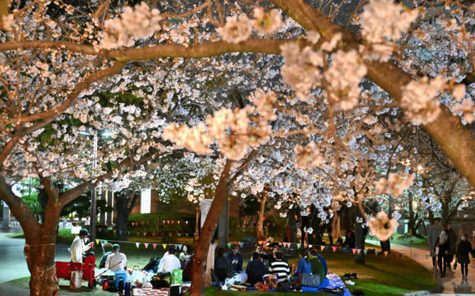福岡の桜の名所、マスク外して花見の宴　舞鶴公園では「福岡城さくらまつり」