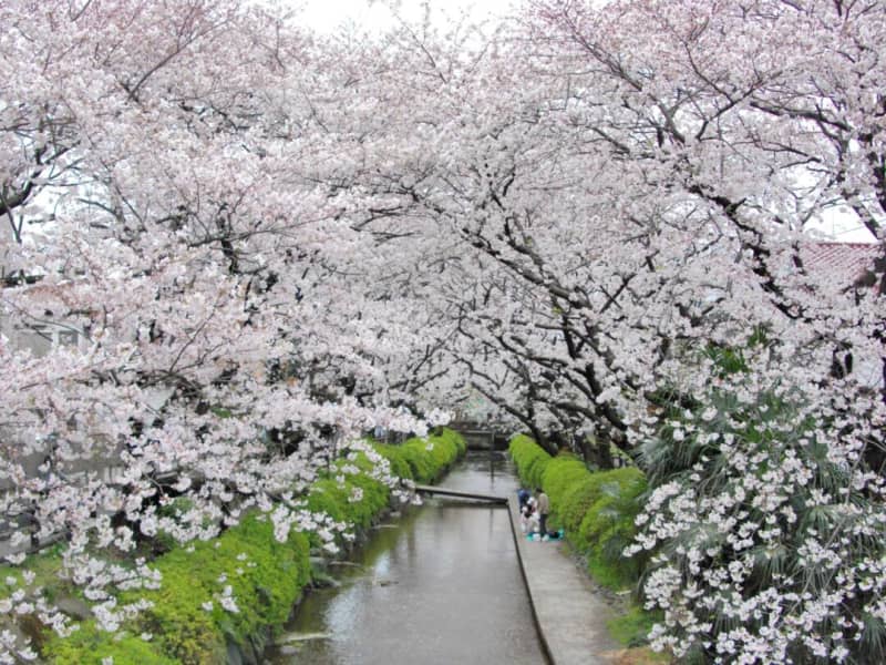 Kanagawa/Kawasaki City Tama Ward "Hanami Spots" Introducing famous cherry blossom spots in the suburbs of Tokyo.The best time to see them is from late March to early April