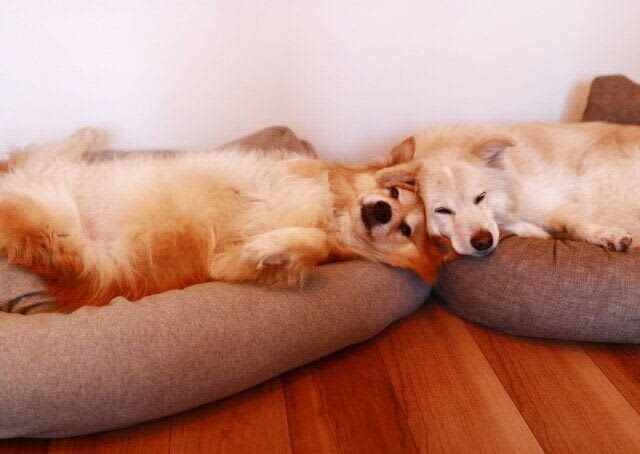 吠える犬に言いたいこと【穴澤賢の犬のはなし】