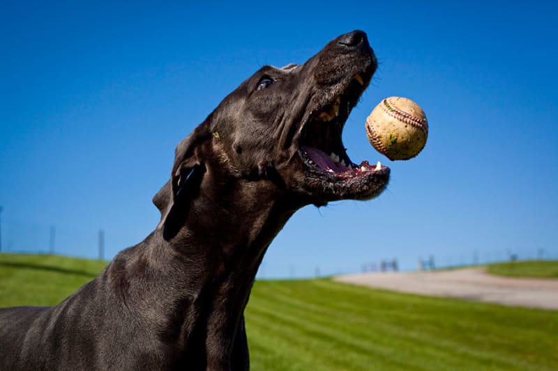 ホームランボールを忠犬がナイスキャッチ　MLBオープン戦の珍事が米国で話題に