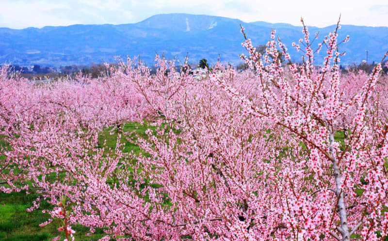 Fukushima / Iizaka Onsen "Koori Togenkyo" The pretty peach blossoms on the peach line are in full bloom in mid-April!Like a pink carpet ...