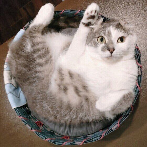 キャットフードを食べてくれないときよくやるかつおぶしのトッピング、猫の健康には要注意だ…