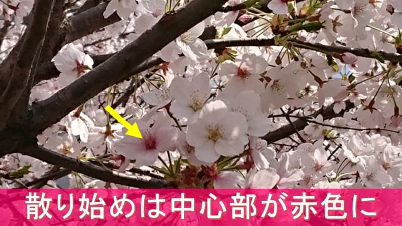 西・東日本で桜見頃　桜の散り始めのサインとは