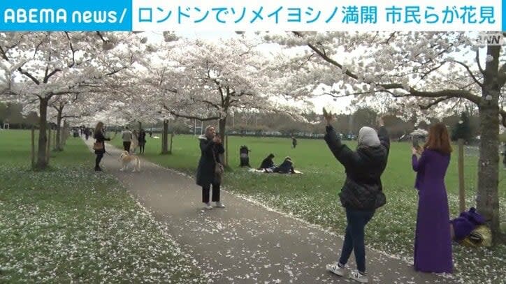 ⚡｜ロンドンで桜が満開 約40本のソメイヨシノが見ごろを迎える 花見客「元気が出るね。春が来たよ」