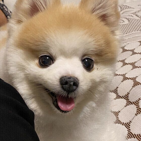 犬の異常なよだれや口の異変は注意！ 体調不良に気がつくサインとは