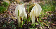 Rokko Alpine Botanical Garden-Pure white flowers that herald spring-The community of "Mizubasho" is in full bloom!