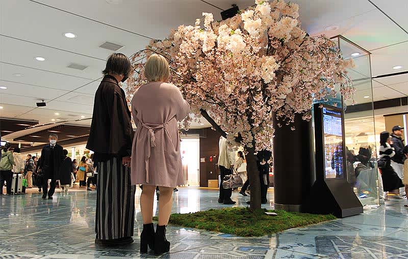 Cherry blossoms have bloomed in the basement of the Tokyo station ticket gate! Flowering until 4/9, receipt lottery 3 where you can win a 4 yen view gift certificate…