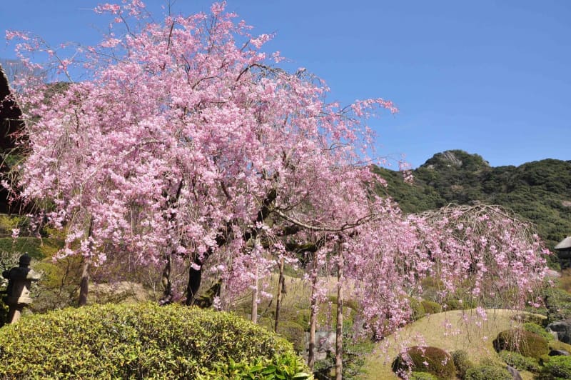 Enjoy weeping cherry blossoms in a Japanese garden of about 3 tsubo at Takeo Onsen in Saga. The best time to see them is from late March to early April