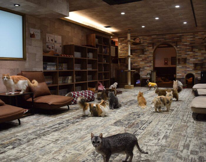 吉祥寺エリアの人気猫カフェ【2023年】　出かける前にチェックしておきたいポイント付き