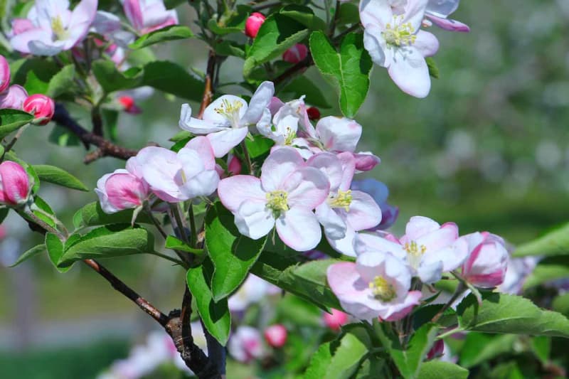 青森「弘前りんご花まつり」真っ白なリンゴの花と岩木山の絶景！5月5日(金)～7日(日)開催予定