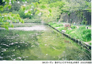 SIKI garden in spring in the ROKKO forest sound museum area is in full bloom