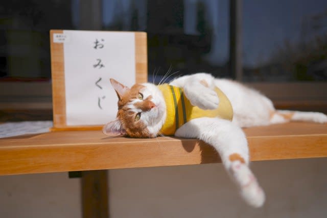 西日本豪雨災害で被災した家屋を解体中に保護された赤ちゃん猫　神社に引き取られ幸せに暮らす　先代…