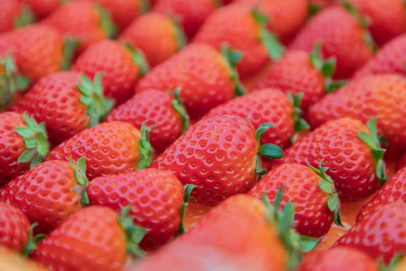 High-quality strawberries from Koryo-cho, Nara!5 Direct Sales Shops Where You Can Buy Freshly Picked Kotoka