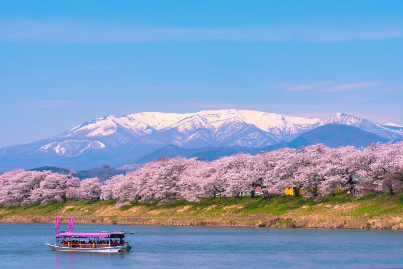 Tohoku's famous cherry blossom spot "Shiroishigawa Tsutsumi Hitome Senbonzakura" From 3/31 to 4/13 "Ogawara Sakura Festival" at JR East ...