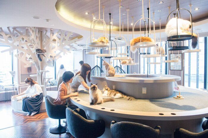 渋谷エリアの人気猫カフェ【2023年】　出かける前にチェックしておきたいポイント付き
