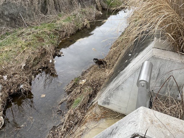 5メートル下の川岸に取り残された迷子犬…消防に協力要請、地上に引き上げて保護　飼い主から届け出…