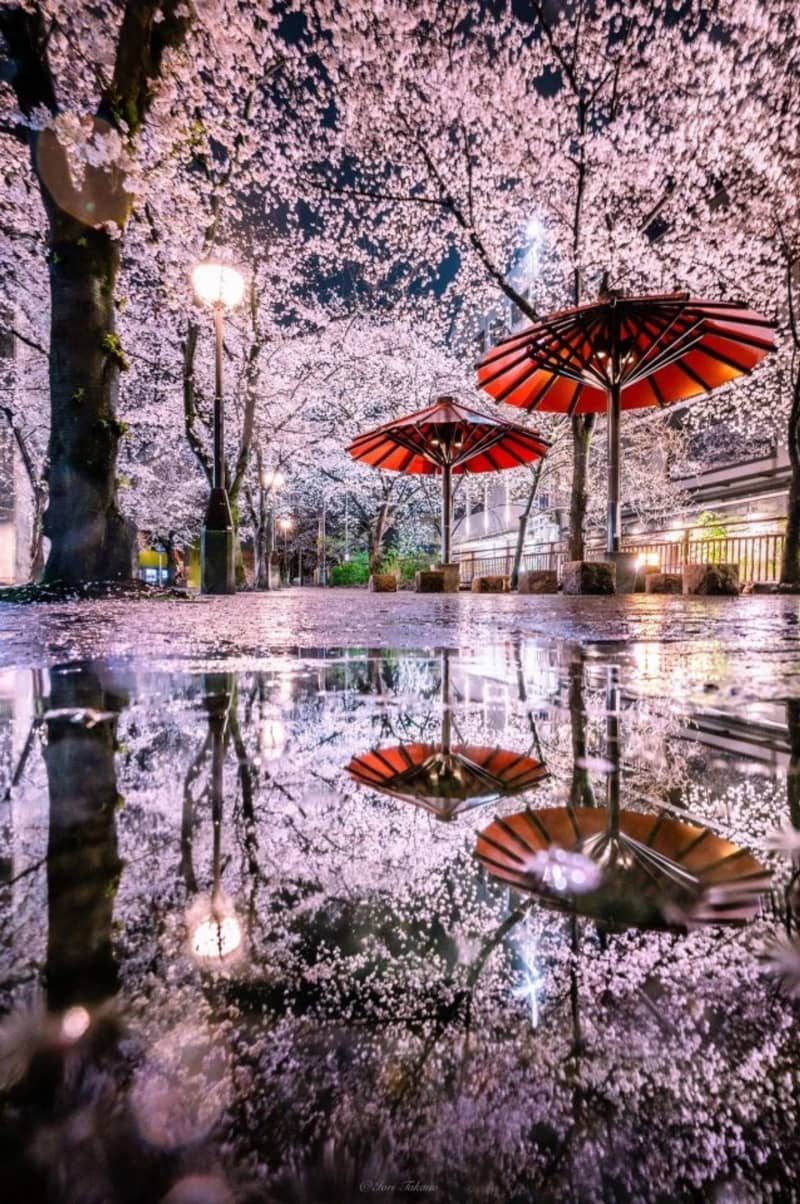 現実味がないほど美しい…　雨に濡れた地面に咲き誇る「京都の夜桜」に感嘆の声