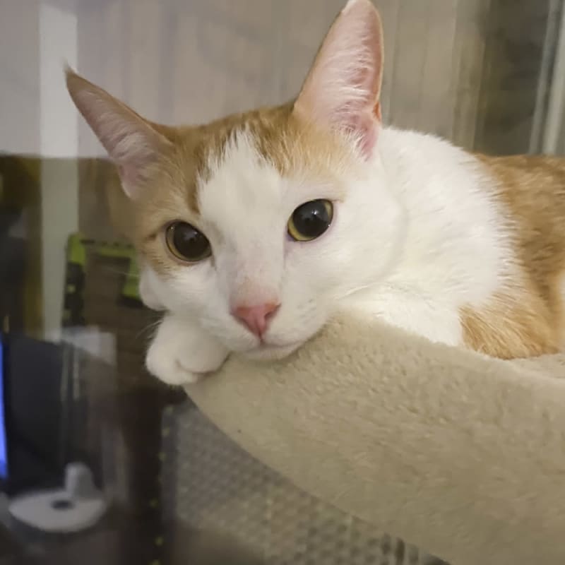 I'm so handsome that I'm numb... A popular cat on SNS who survived from a survival rate of 10%