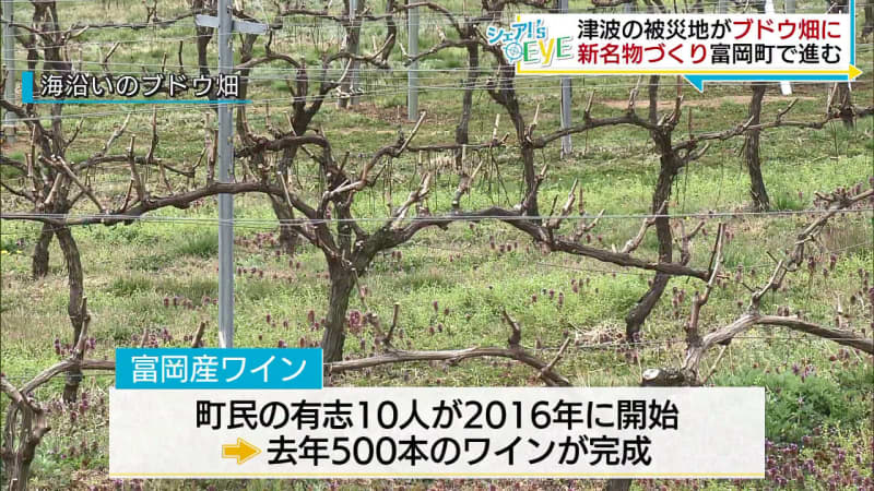 避難指示解除の富岡町　ワイン用苗木の植樹が行われる（福島）