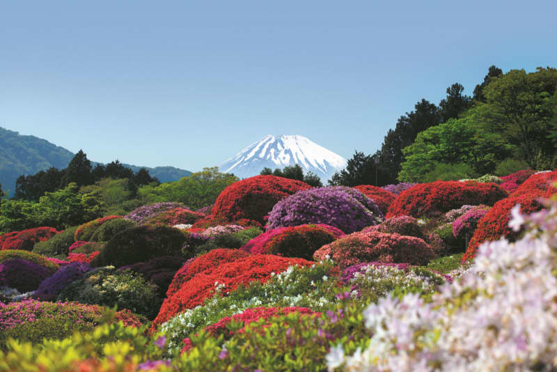 Kanagawa / Hakone 5 Hot Springs / Lake Ashinoko Onsen "Azalea / Rhododendron Fair" is being held!The best time to see this year is until early May...