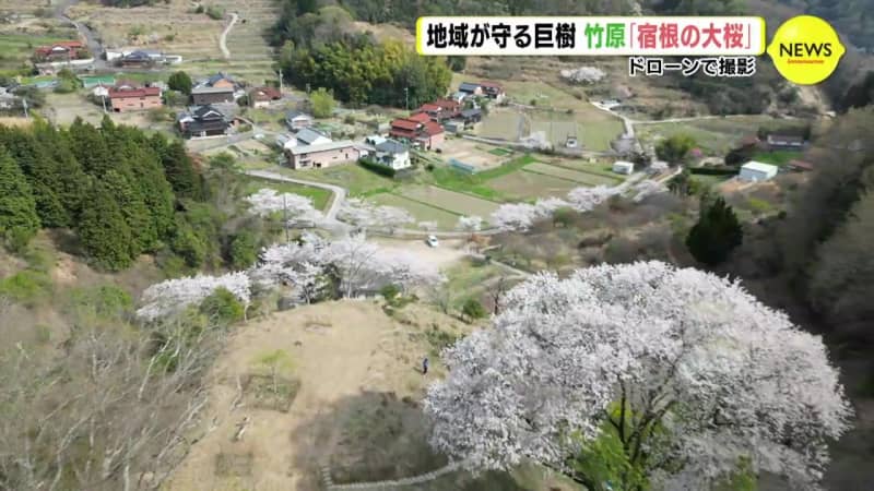 ドローンで撮影　地域が守る巨樹「宿根の大桜」 広島･竹原市